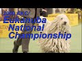 2009 AKC Eukanuba Commercial Contest