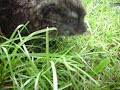 Baby Hyrax