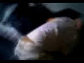 l accouplement humain