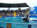 videos de Miami Seaquarium 2