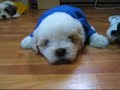 # 70   Puppys  in  t-shirt  stick  to the floor