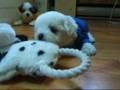 # 69          Puppys  in  t-shirt