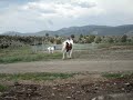 Sassy Lassie a Bay & White Gypsy Horse Yearling Filly