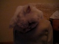 Sleepy Head Snoring Cat
