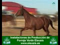 Eleusis Forraje Verde Hidroponico