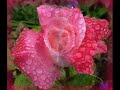 Rod Stewart - Have I Told You Lately