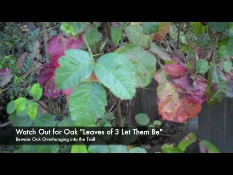 how to relieve poison ivy rash