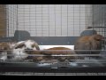 うさぎの赤ちゃん 衝撃映像！！