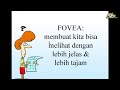 Fovea