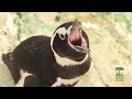 with video
