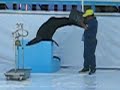dolphin-and-sealion-show.html