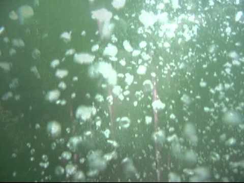 how to harvest aquarium plants