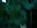 videos de Food garden August '08 (Shaky camera)