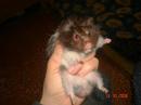 kicko-