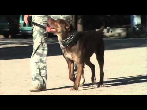bandog
