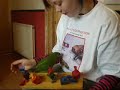 Hahns Macaw playing happily on girls lap