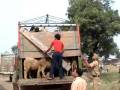 OIPA & PFA Haryana cought two trucks carrying sheeps
