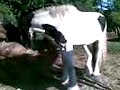 thorgalou-au-pr-pot-de-colle-.html