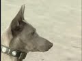 Blue Dog running