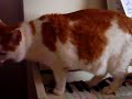 piano-playing-cat.html