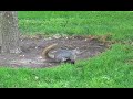 Funny Crazy Squirrel Video Funny Crazy Squirrel Video