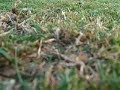 Draganflyer RC Aerial video helicopter Beverley Height