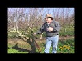 How To Graft A Fruit Tree