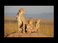 African Cats Soundtrack