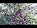 Squirrel come and look at Desire HD