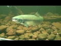 American Eel Feeding Frenzy