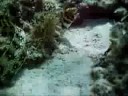 Snowflake Moray Eel off Hatenohama Beach on Kume-jima Island