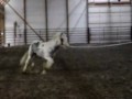 Bobby Trotting