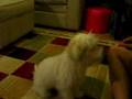 Bichón Habanero video