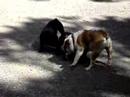 MAYA CON UFFA E CARL