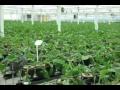 Dramm & Echter top 75 of all horticultural greenhouse producers in the United States