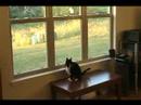 Cats can't stand foam darts - 2