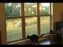 Cats can't stand foam darts - 2