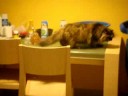 Maiko the cat talking part 2