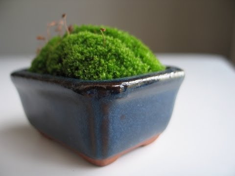 how to grow moss