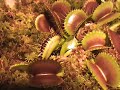 Loud Flytrap Catching a Cricket Loud Flytrap Catching a Cricket