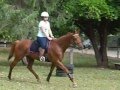 Video about my horse Ocky =]