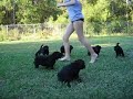 labradoodles gone wild labradoodles gone wild