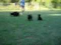 labradoodles gone wild