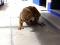 la caida del charmin