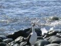 videos de LA ANTARTIDA