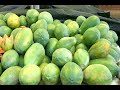 Conhecendo os Alimentos com Sr Banana