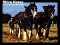 Shire Horse Tiere SelMcKenzie Selzer-McKenzie