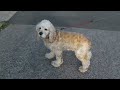 Click here to watch this video あーちゃんの日常 ～のび～るリードでルンルン？編～ アメコ