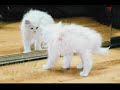 The Paw House - Long Island Cat Rescue - Rose Sofia Video