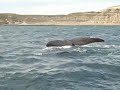 Ballenas/Baleias/Whales en Pto Piramides, Peninsula Valdes